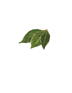 FRESH BAY LEAVES