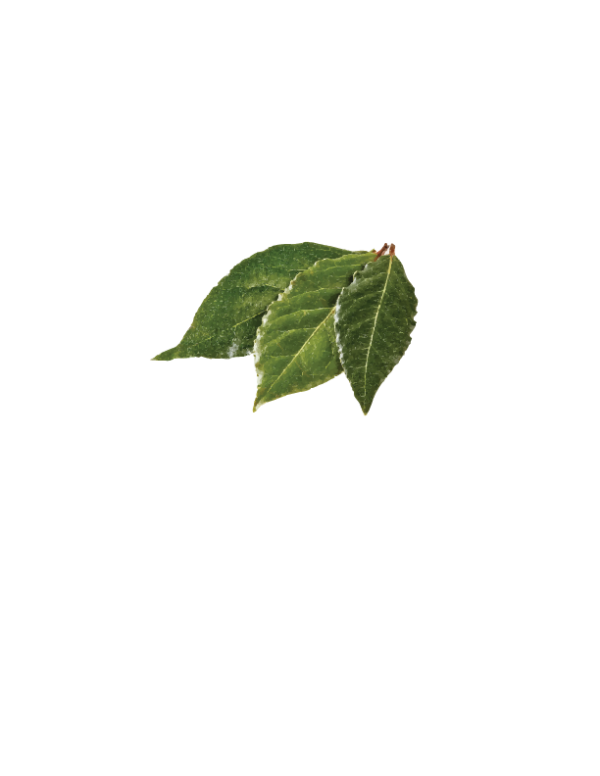 FRESH BAY LEAVES