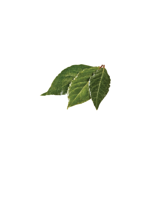 FRESH BAY LEAVES $4 (bunch)