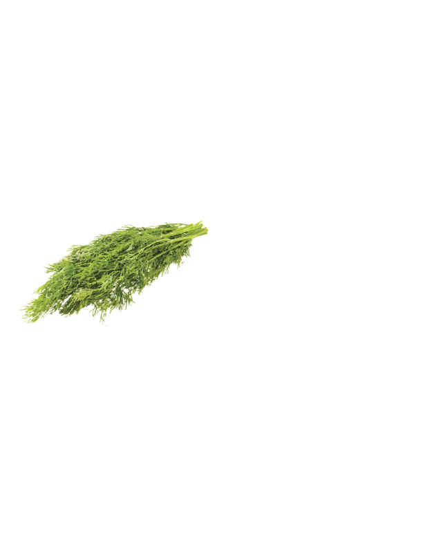 FRESH DILL $4 (bunch)