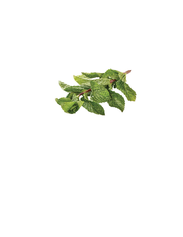 FRESH MINT $4 (bunch)