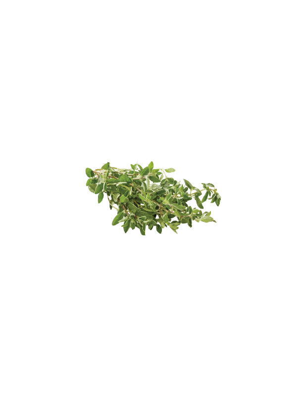FRESH OREGANO $4 (bunch)