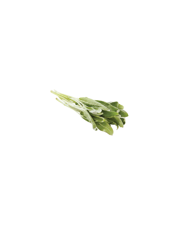 FRESH SAGE $4 (bunch)