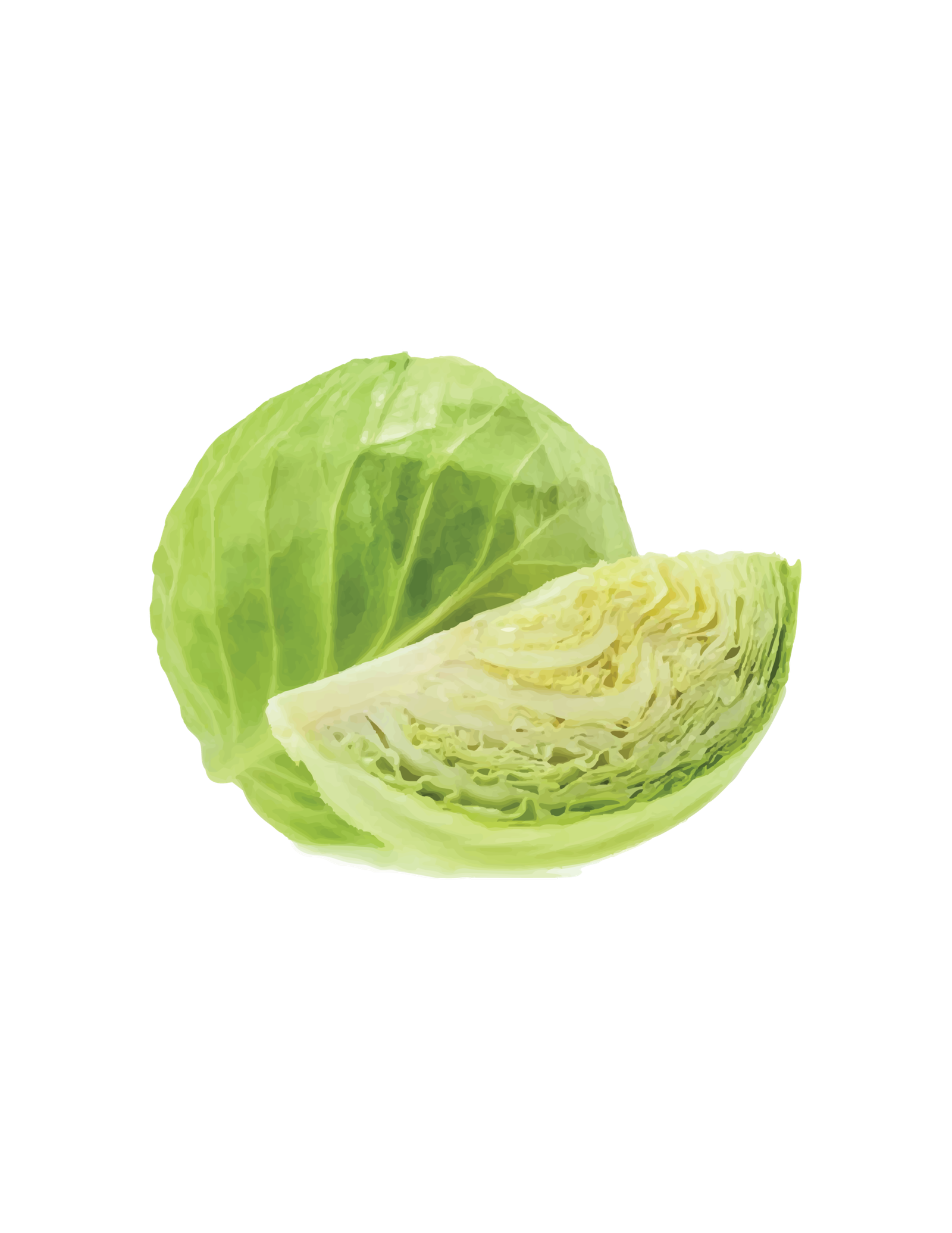 FRESH CABBAGE HEAD $5.50 3lbs