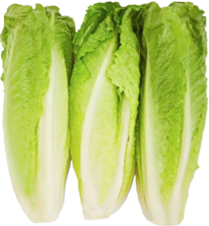 ROMAINE LETTUCE .50 (3 heads)