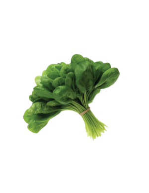 FRESH SPINACH